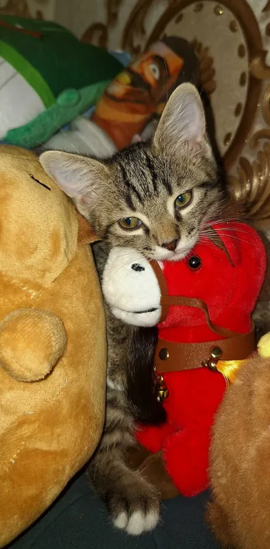 Отдам котят в хорошие руки 3 Отдам котят в хорошие руки 3