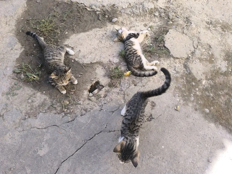 Котята в добрые руки 2