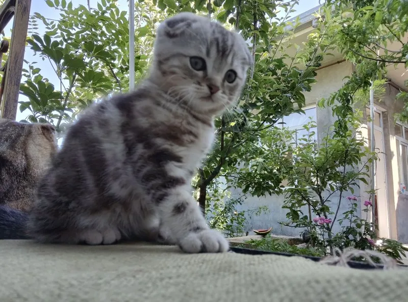 Продается породистый котенок скотиш фолд мальчик 3