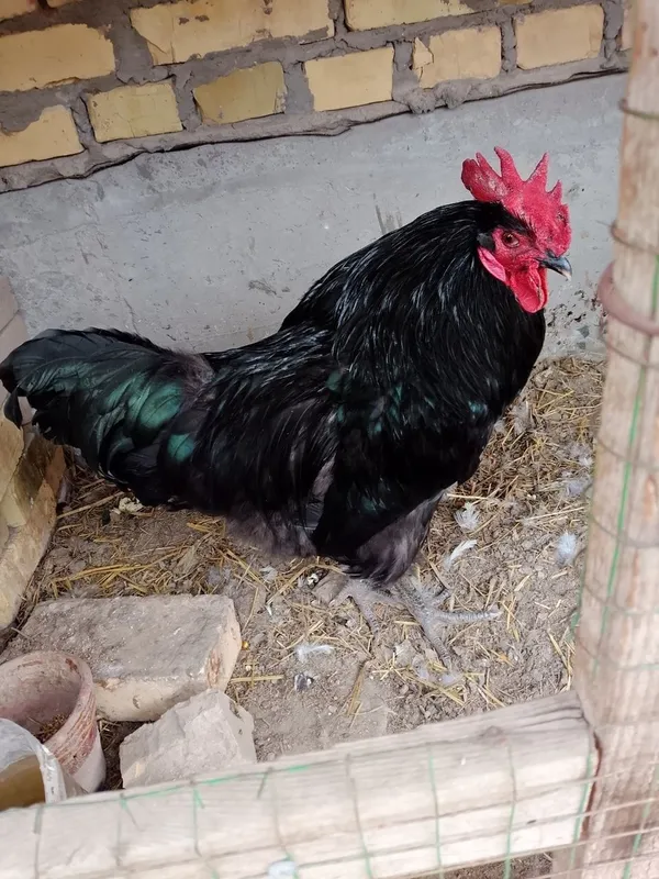 Qora shaxzoda xo'rozi sotiladi 1 Qora shaxzoda xo'rozi sotiladi 1