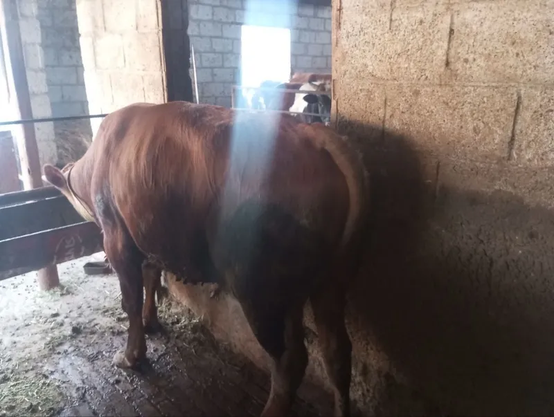 Buqalar sotiladi yeb ichishi zòr soğlom — фото 1