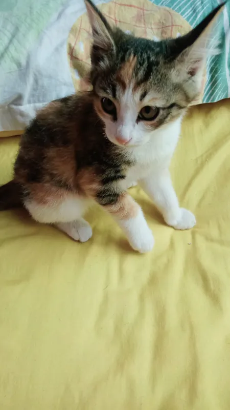 hadya qilinadi 4 hadya qilinadi 4