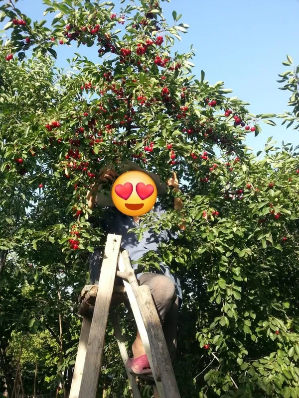 Продаётся участок 15 соток Янгихаётский район г.Ташкент 1