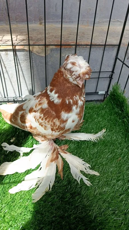 Kabutarlar sotiladi