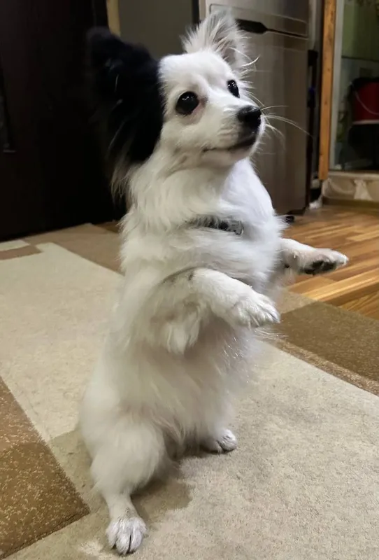 Собака немецкий шпиц — фото 3