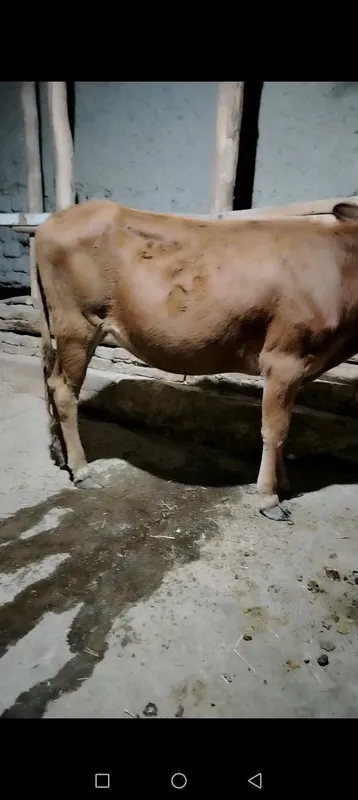 Gunojin sotiladi 1
