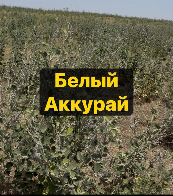 Мёд Белый Аккурай Мёд Белый Аккурай