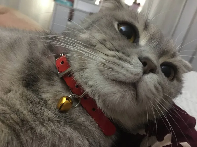 Sotiladi: Scottish Fold zotli mushuk va mushukcha 2