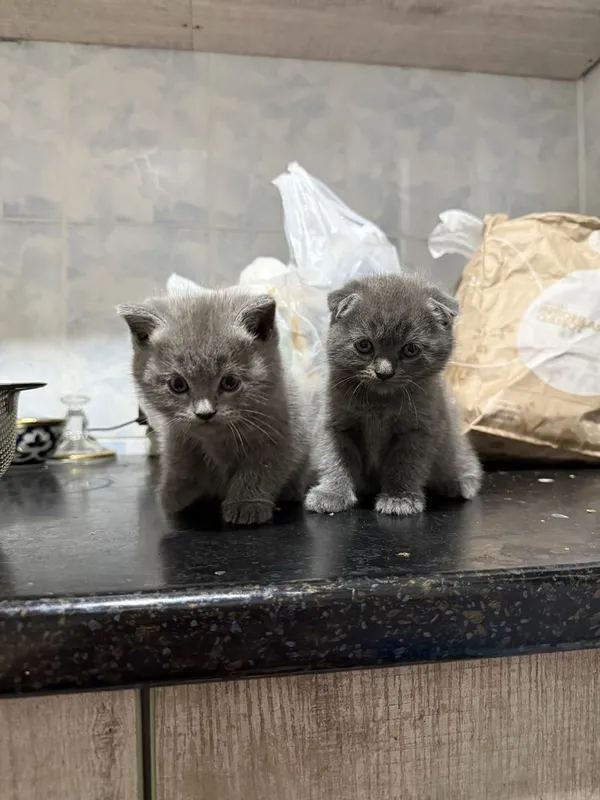 Котята Фолд и страйт порода чистый