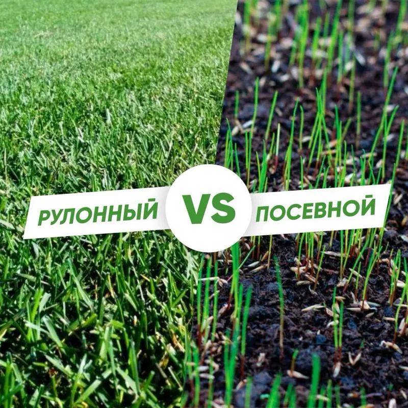 Газон посевной и руллоный