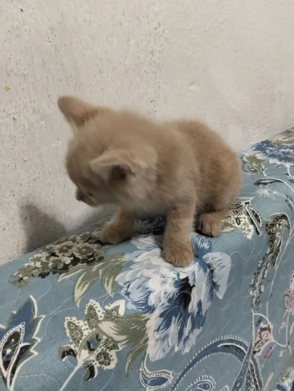 Котенок скотиш страйт.Лоток знает,в еде не привередлив.2 месяца 3 Котенок скотиш страйт.Лоток знает,в еде не привередлив.2 месяца 3