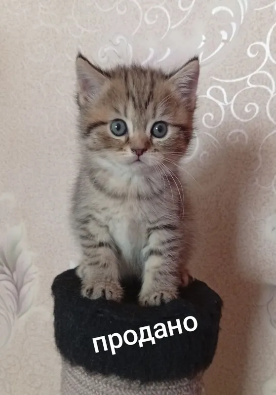 Скидка!Британские котята — фото 6