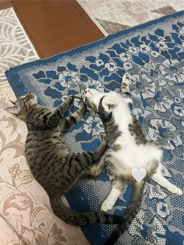 2 мальчика котёнка 2