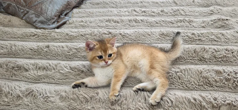 Продается котенок породы британская шиншилла ny.