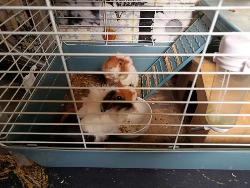 Продаются морские свинки ,с большой клеткой,домиком — фото 1