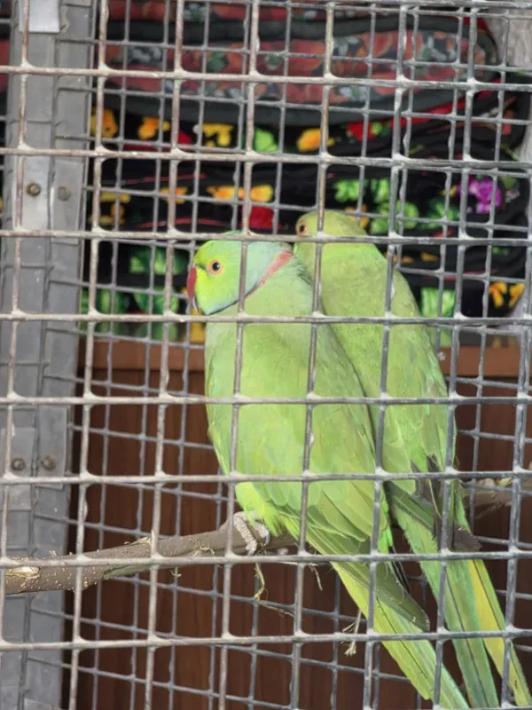 AJIRELIVIY Para sotiladi tayyor kopeytirishga — фото 2