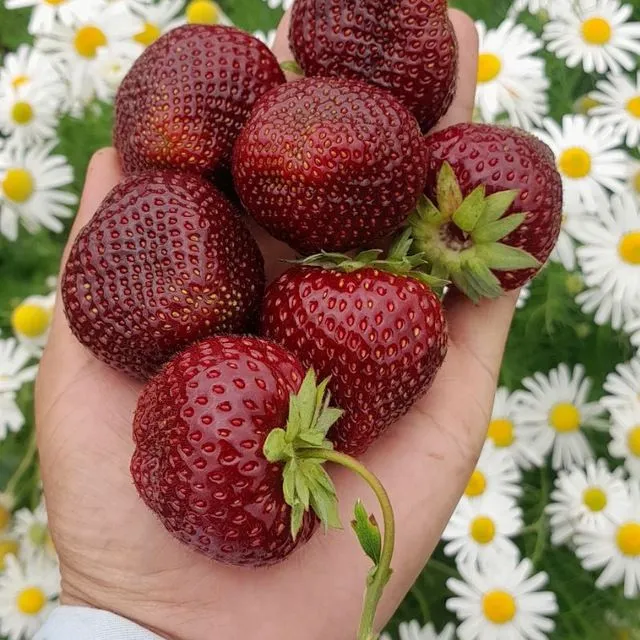 Rassiya qulupnaylari arzon, yahshi, mazali