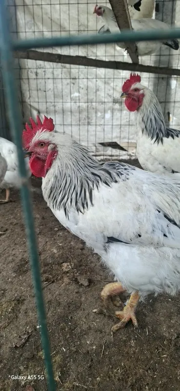 Adler joʻja xoʻrozlari sotiladi. — фото 1