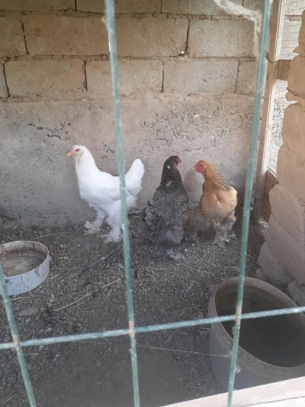 Xonaki tovuqlar sotiladigan donasi 120 mingdan. 7 dona bor 6 tovuq 1 x 5