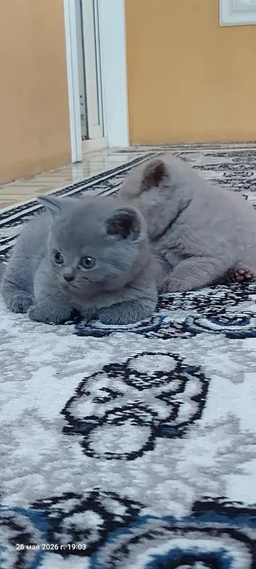 Котята: скоттиш-фолд и скоттиш-страйт 4 Котята: скоттиш-фолд и скоттиш-страйт 4