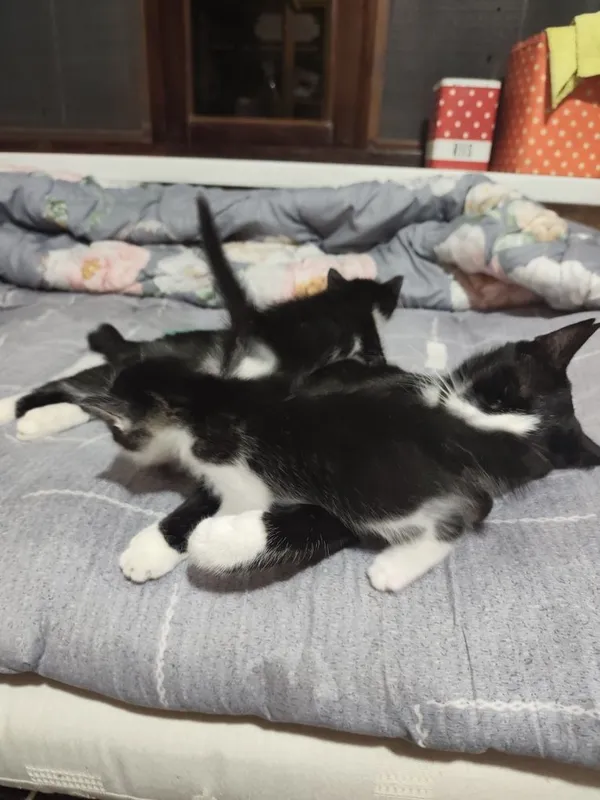 Отдаются даром котята вместе с их мамой.пока котята ещё не кушают сами 1 Отдаются даром котята вместе с их мамой.пока котята ещё не кушают сами 1
