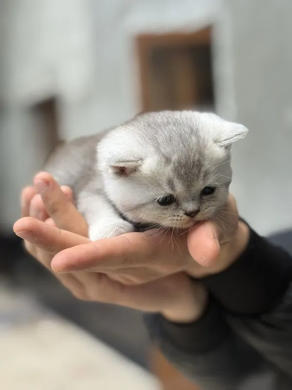 Чистокровная серебристая шиншилла — фото 2