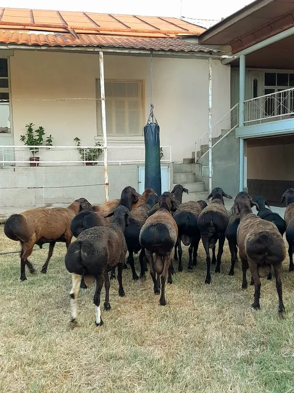 Zotdor Qõchqorlar Keldi Soni 14ta Yeb Ichishlari Zõr Soğlom
