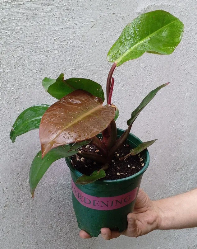Филодендроны Philodendron ‘Prince of Orange’. Цветы для дома и офиса 1 Филодендроны Philodendron ‘Prince of Orange’. Цветы для дома и офиса 1