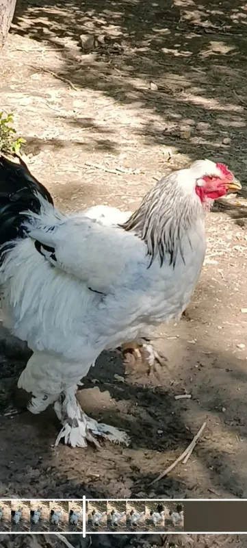 Продаются петухи породы брама 2