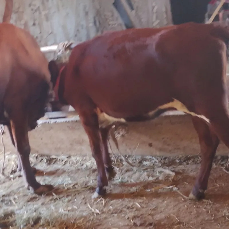 Qizilchōl sigir kafolati bilan 2 Qizilchōl sigir kafolati bilan 2