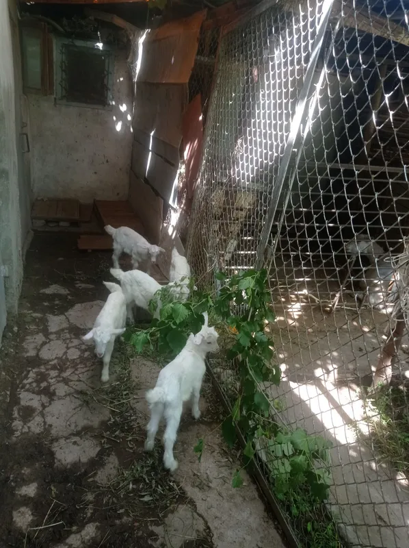 Продам козочек и козлёнка
