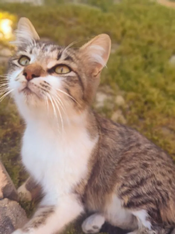 Котик Васька ищет дом — фото 3