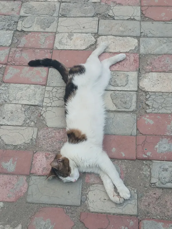 qiz bola homlador