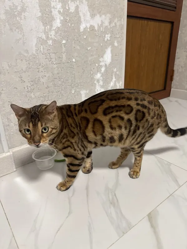 Bengalski yaxwi mushu