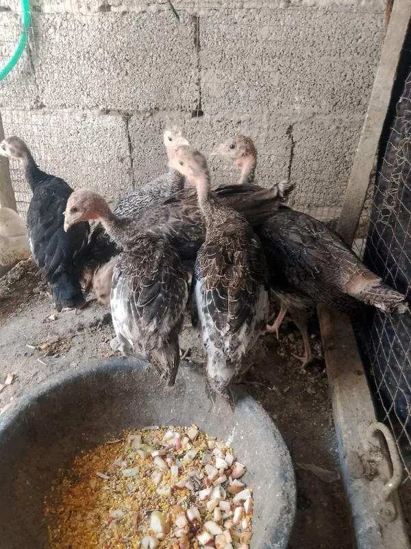 2 oylik kurks jujalari sotiladi manzil buxoro vobkent 6