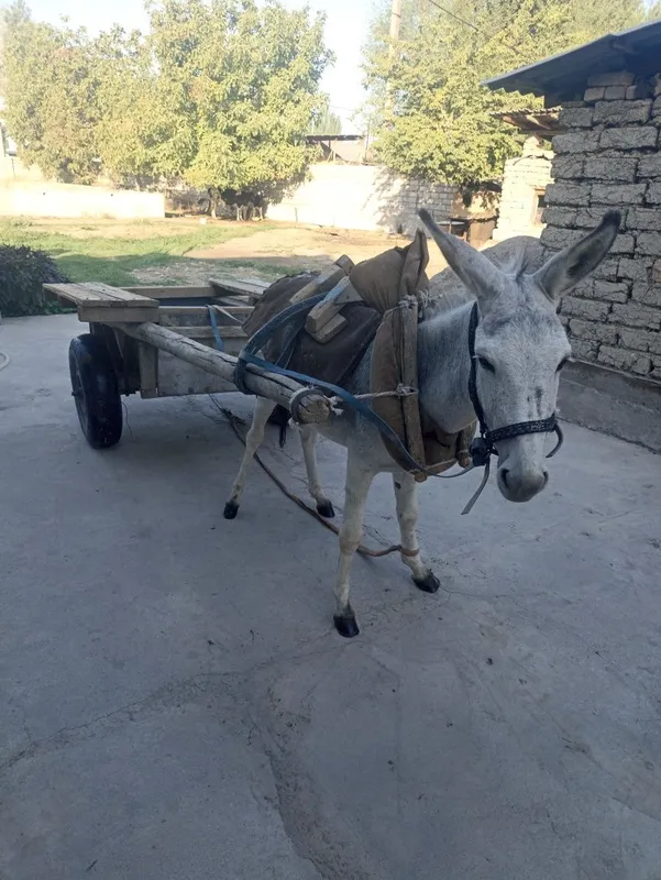 Eshak arava sotiladi Soglom kuchli erkak eshak sotiladi — фото 1