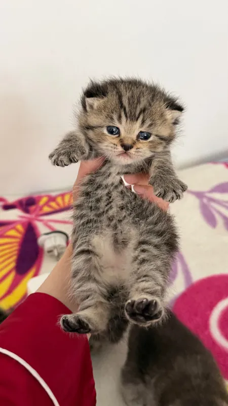 Продаётся котята — фото 5