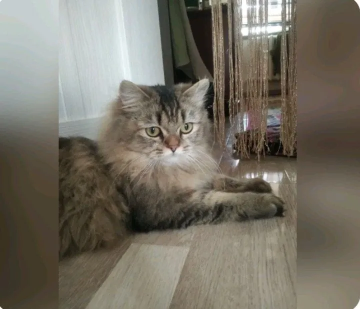 Zotli mushuk sotiladi 4 Zotli mushuk sotiladi 4
