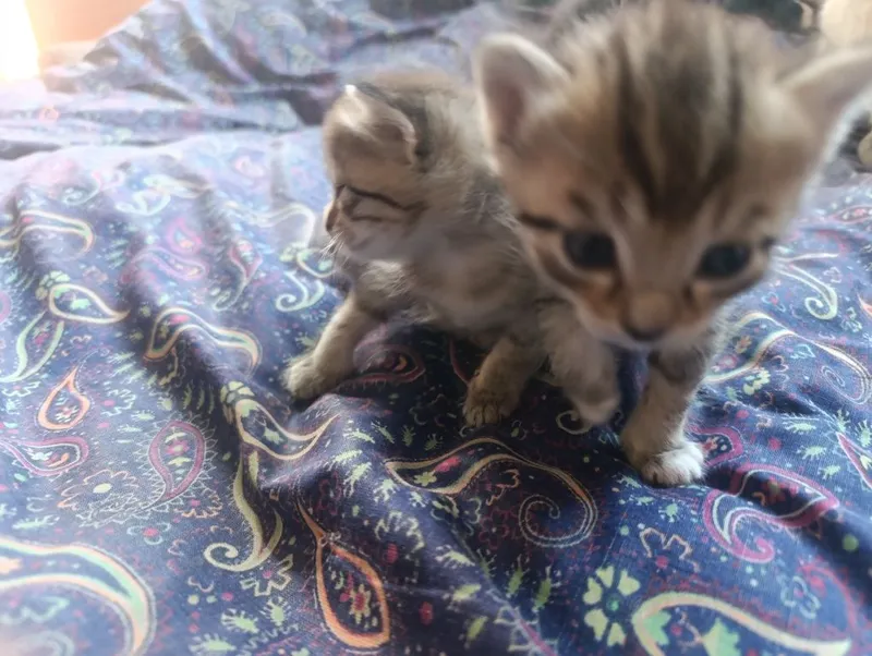 Отдам котят даром — фото 1