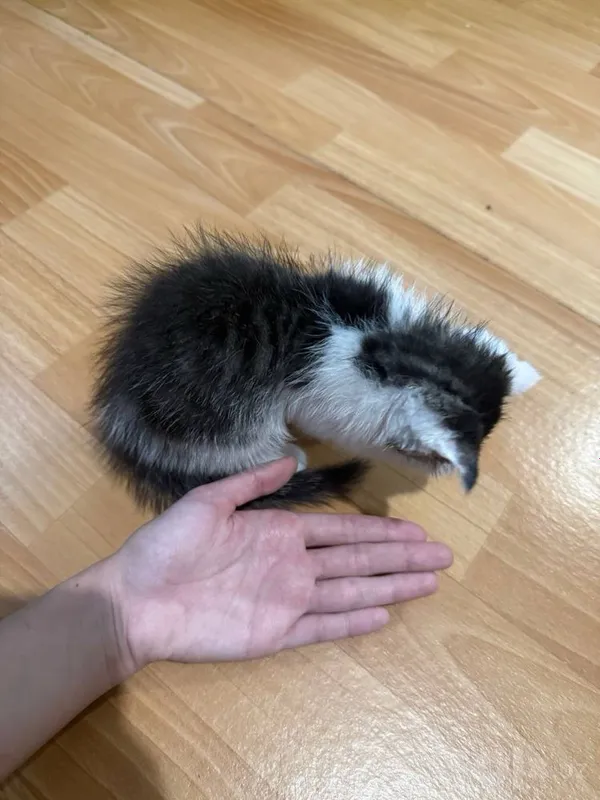 Котенок вислоухий 6 Котенок вислоухий 6