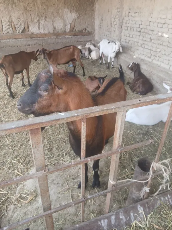 Zanin zotli echkilar sotiladi hammasi takkadan chiqgan 8 Zanin zotli echkilar sotiladi hammasi takkadan chiqgan 8