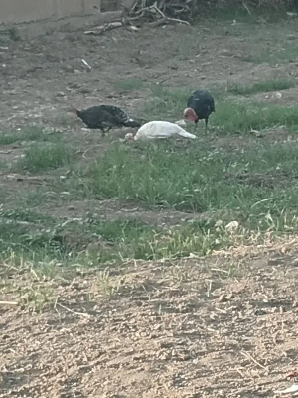 Oq kurka sotiladi