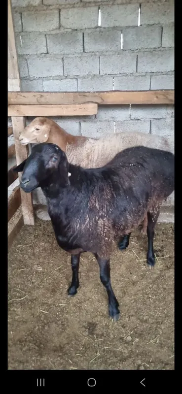 Qurbonlik va aqiqaga Qoʻchqorla bor — фото 3