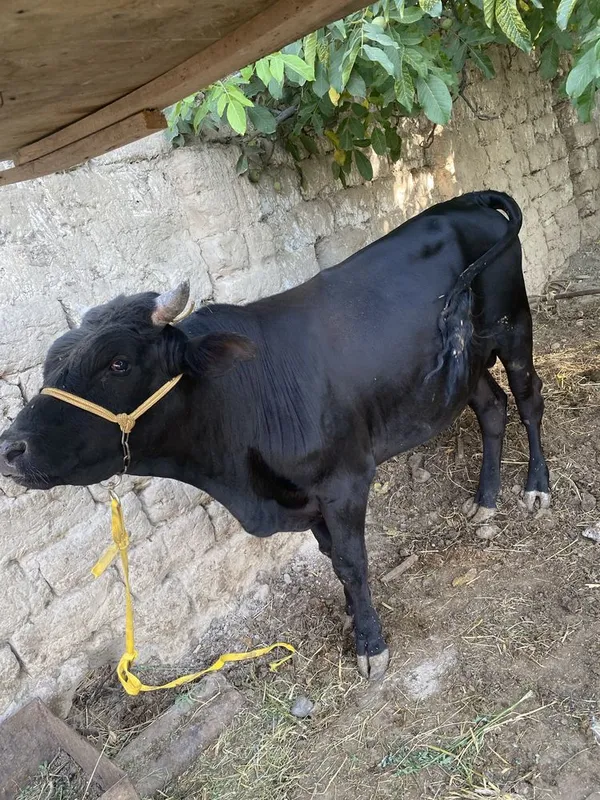 Boqma Buqa sotiladi 4 Boqma Buqa sotiladi 4