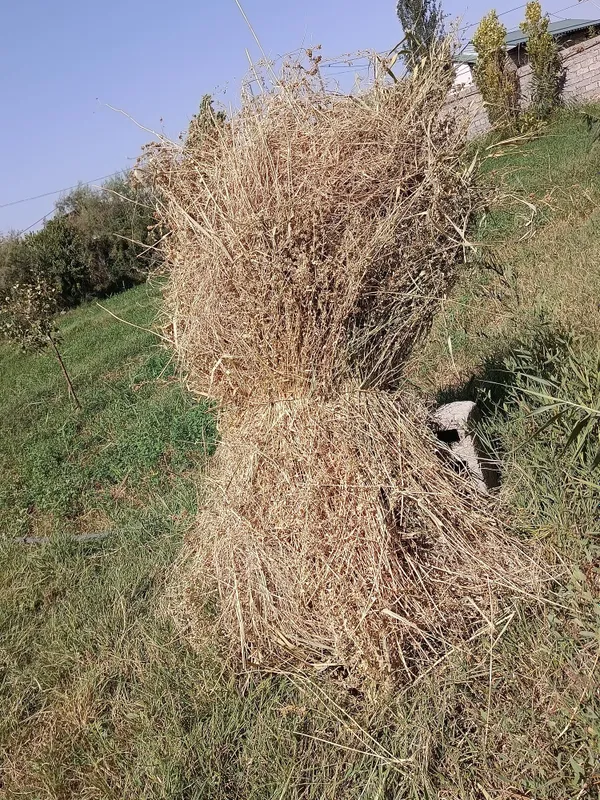 Beda srochni sotiladi 2