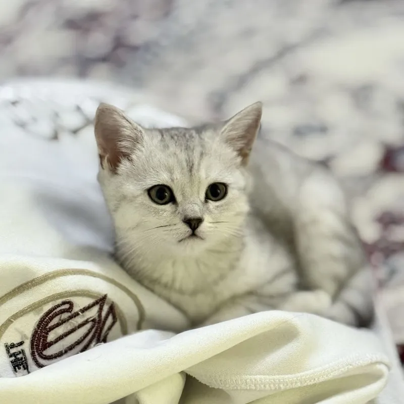 paypoq kiygan qizlari bolgan onalarning pornografiyasi