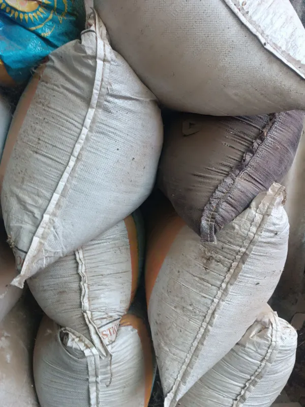 Куйни гонги майда