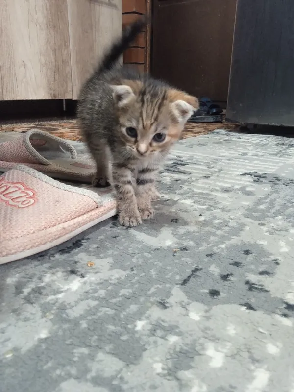 Отдам котят в хорошие руки