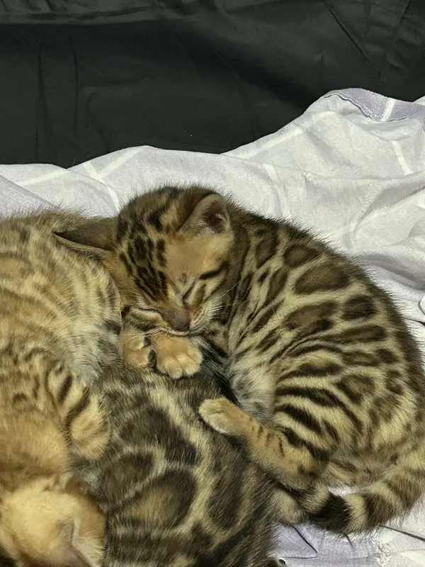 Бенгальские котята 8 Бенгальские котята 8