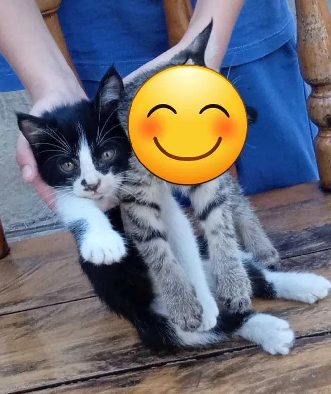 Отдам даром котенка. 2 Отдам даром котенка. 2
